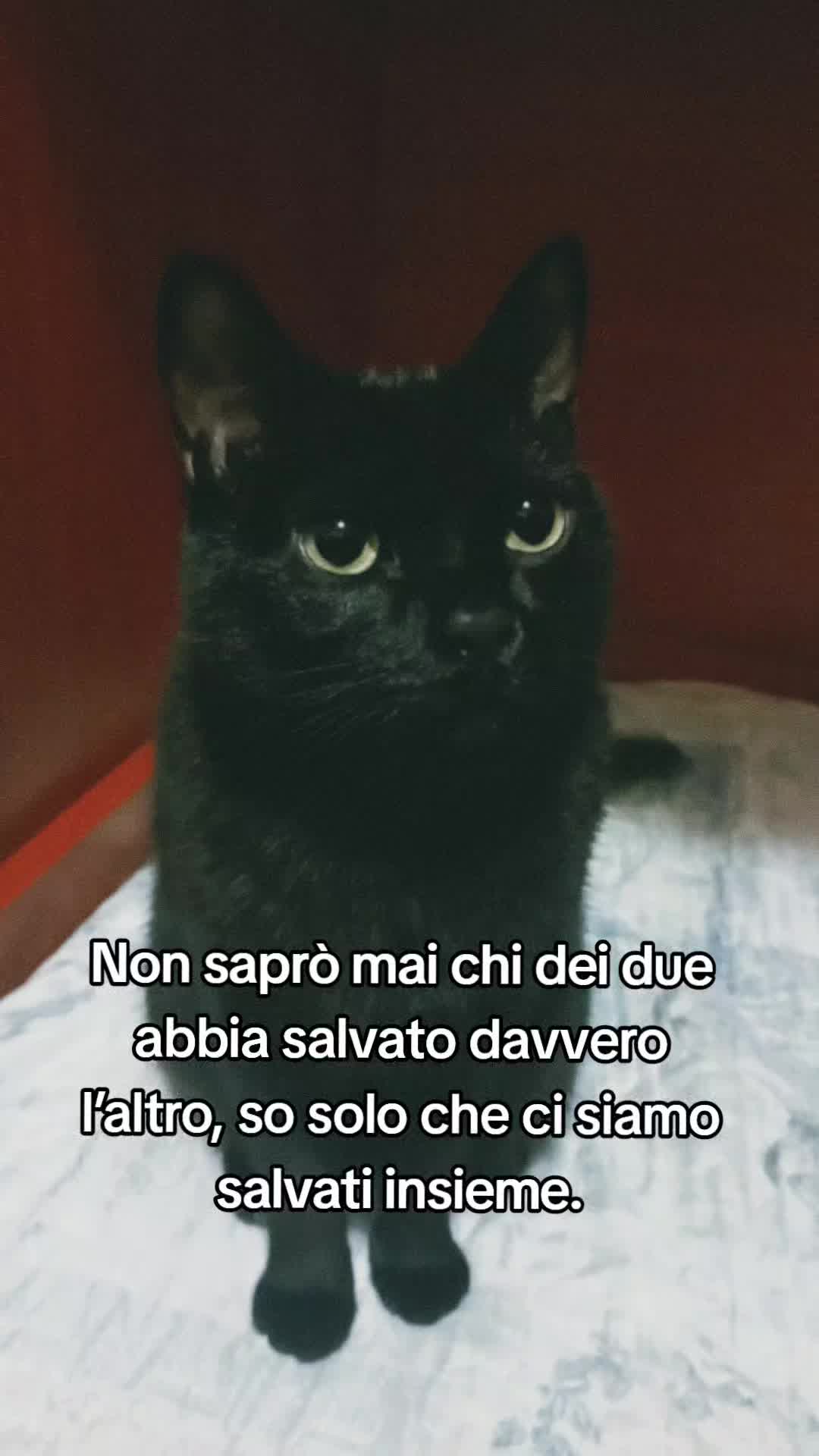@Angela.Catanzariti🎀