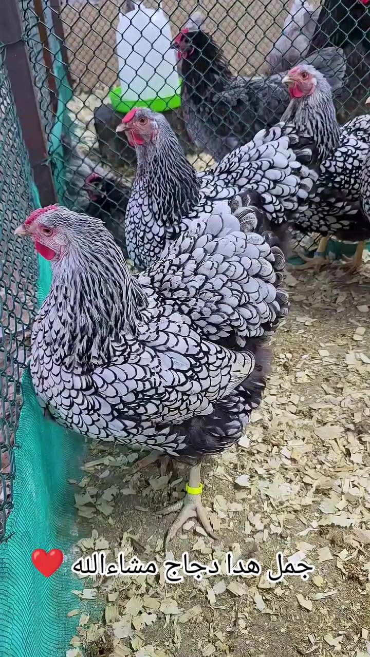 @دواجن الياس🐔🐔🐔