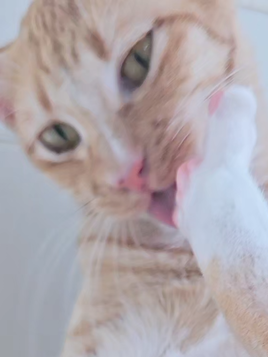 @layjudfamily🐾🐱