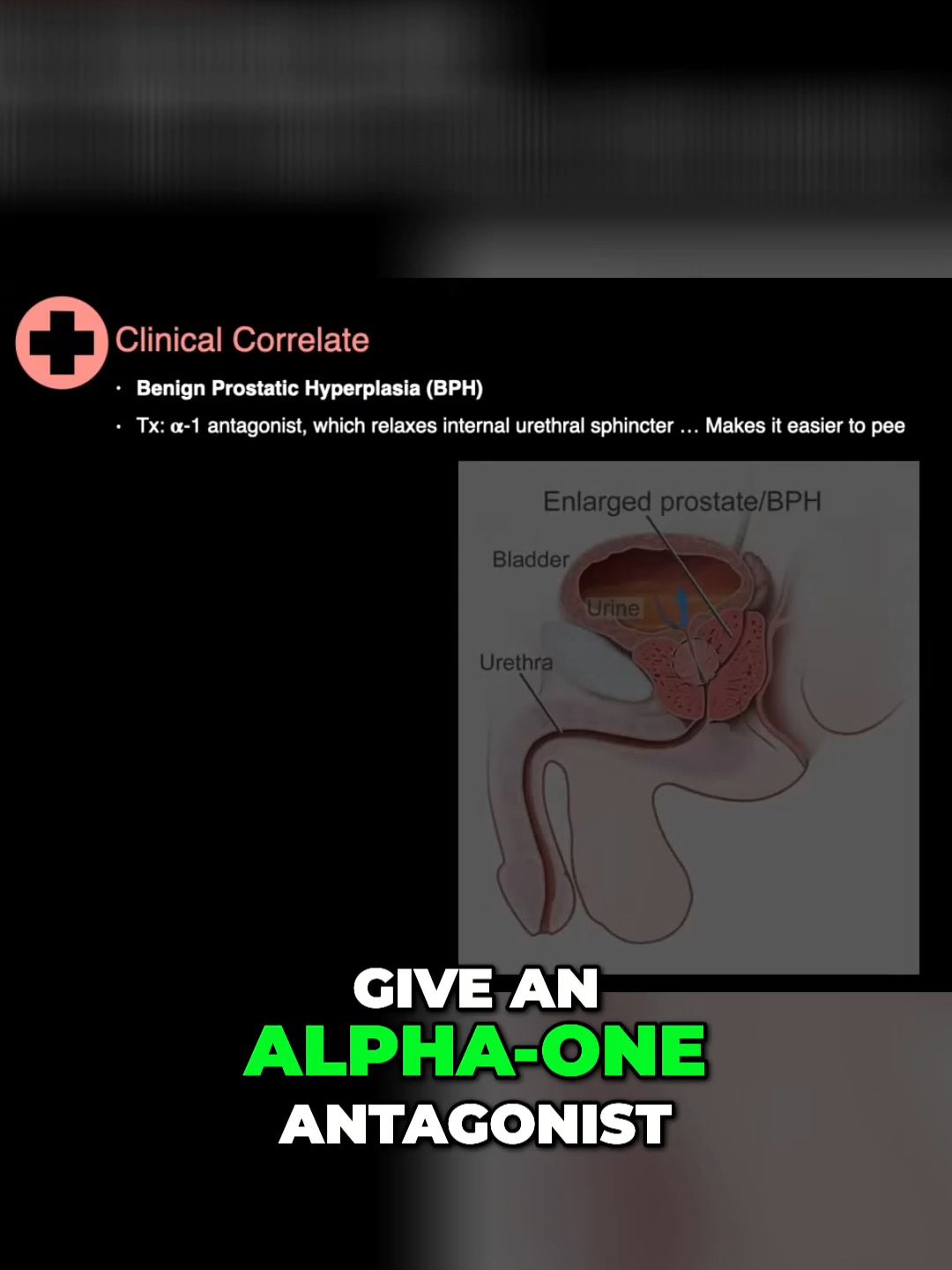 @The Noted Anatomist