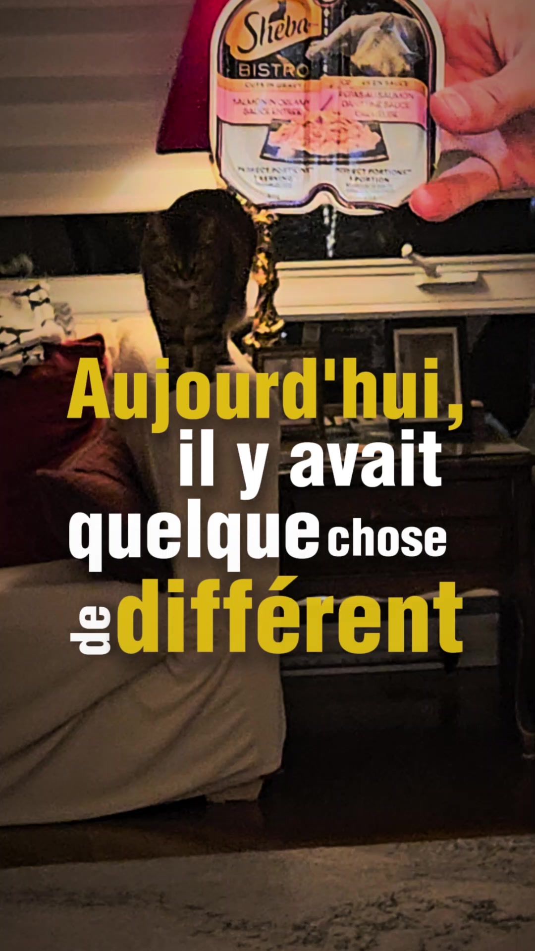 @Bellarda the cat