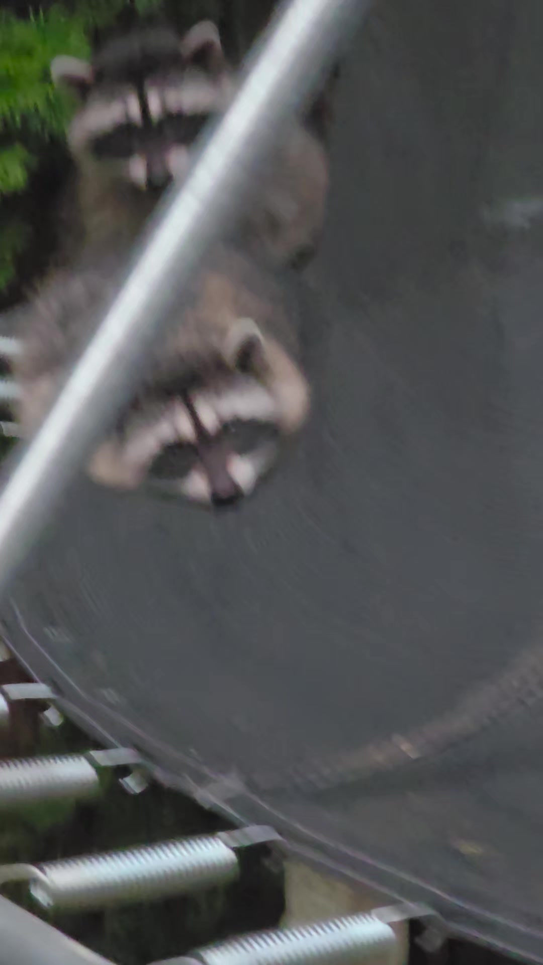 @Raccoon Drive Thru