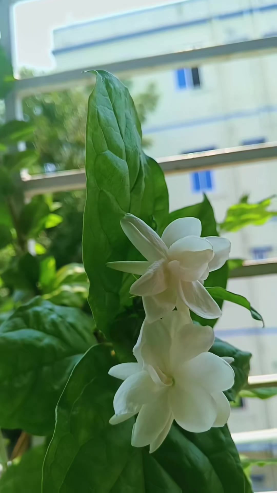 @🕊️💘, তানহা,,,,,ইসলাম,,🌸🥂🎀