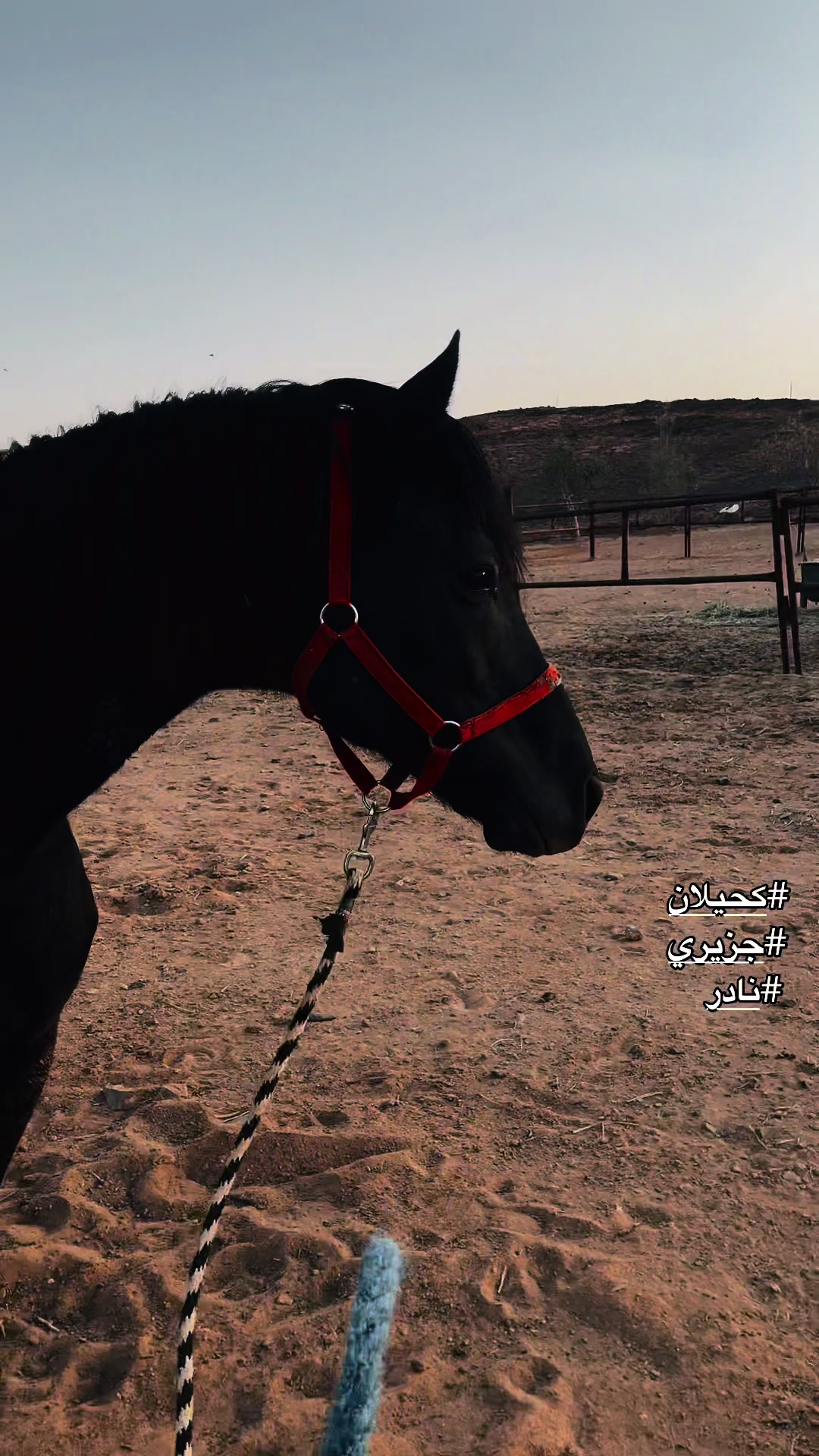 @نافع الشريهي K100