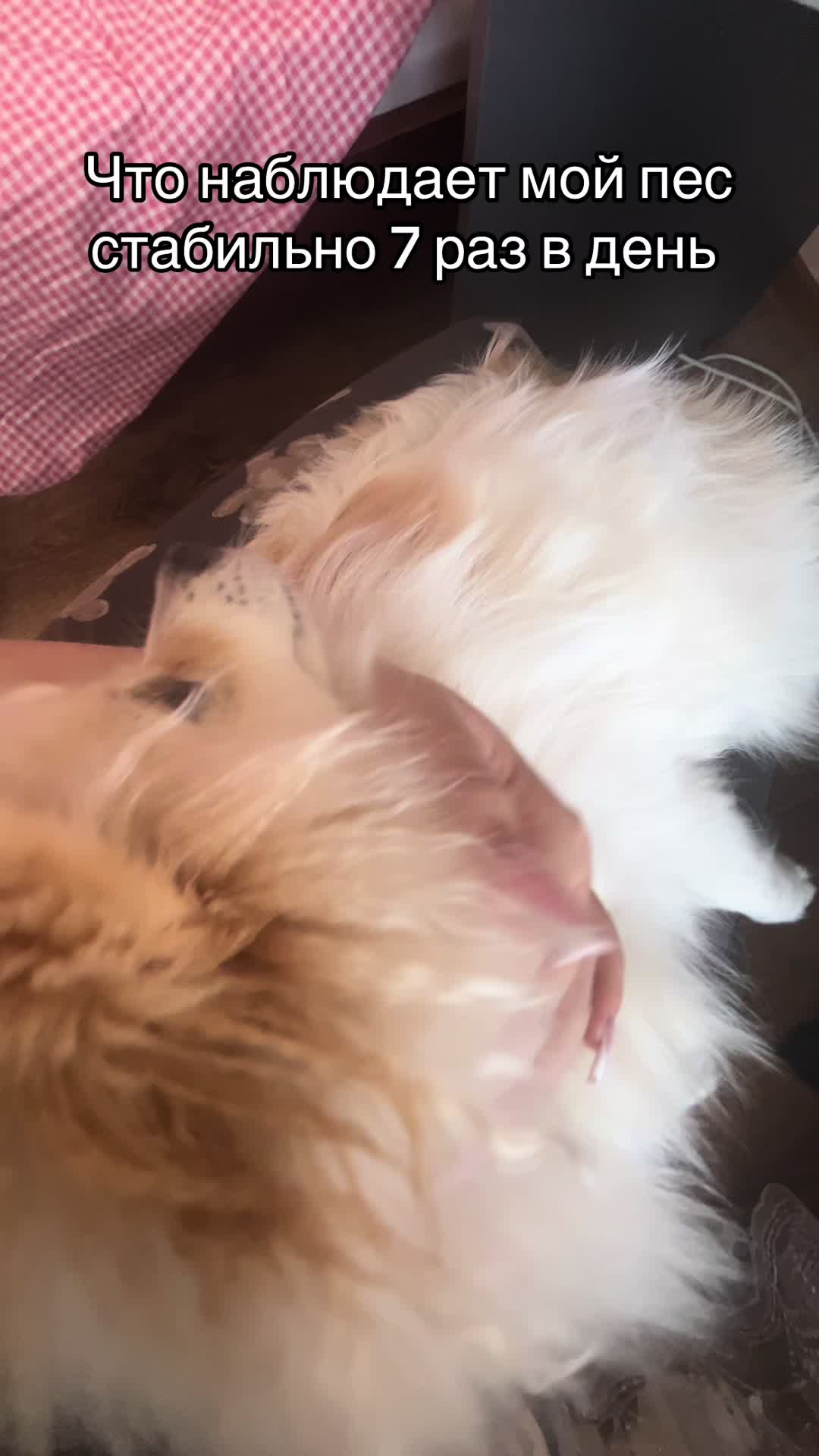 @๐ฐ ๐ด๐๐๐๐๐๐๐๐ ๐ฐ