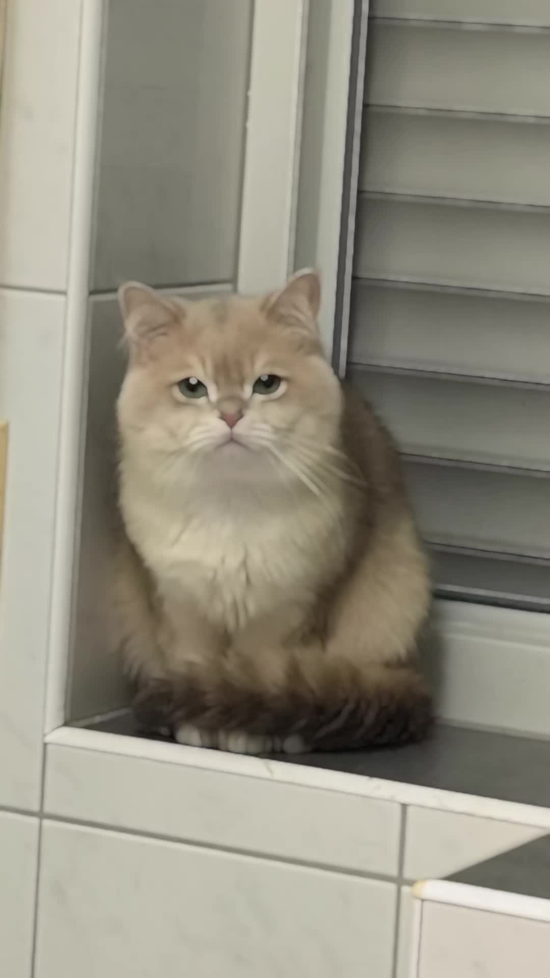 @аристократ