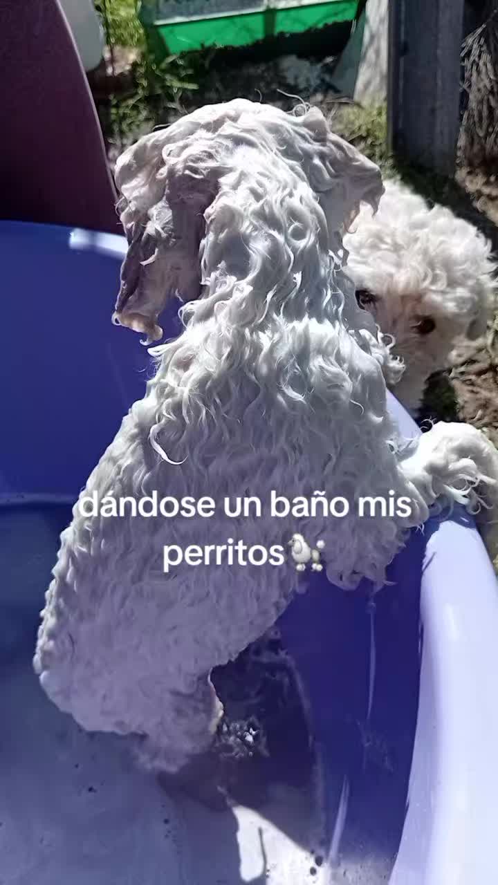 @Emy_Mary🇧🇴🇦🇷🐇🌿