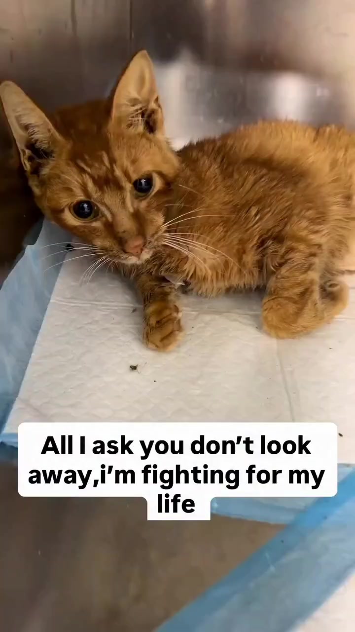 @NewLeashOnLifeRescue
