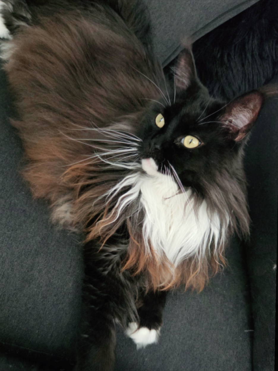 @Kelly_Ukaï_MaineCoon