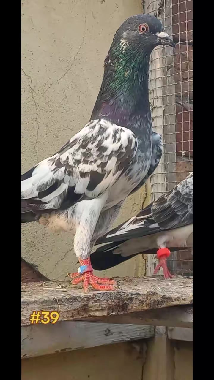 @Ranakasuripigeon