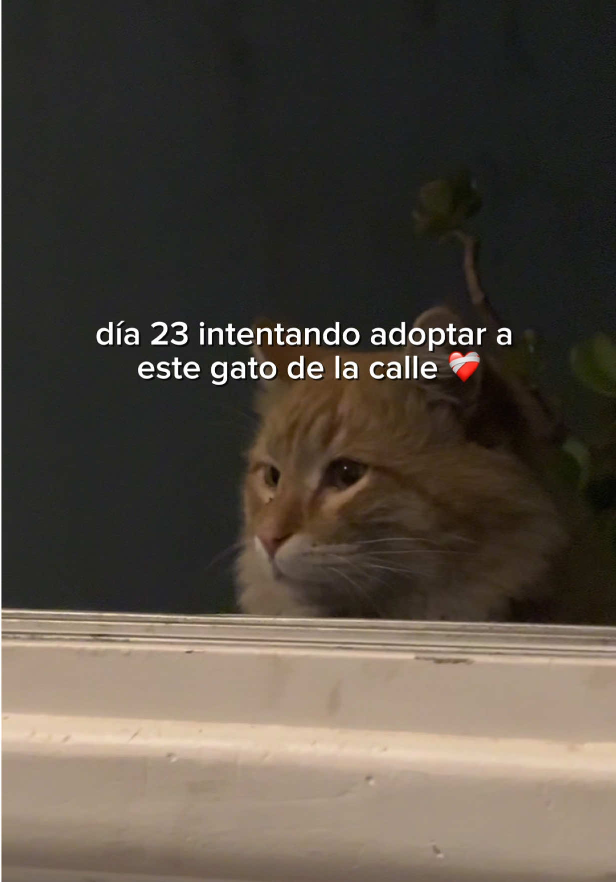 @Lucia Serenaa