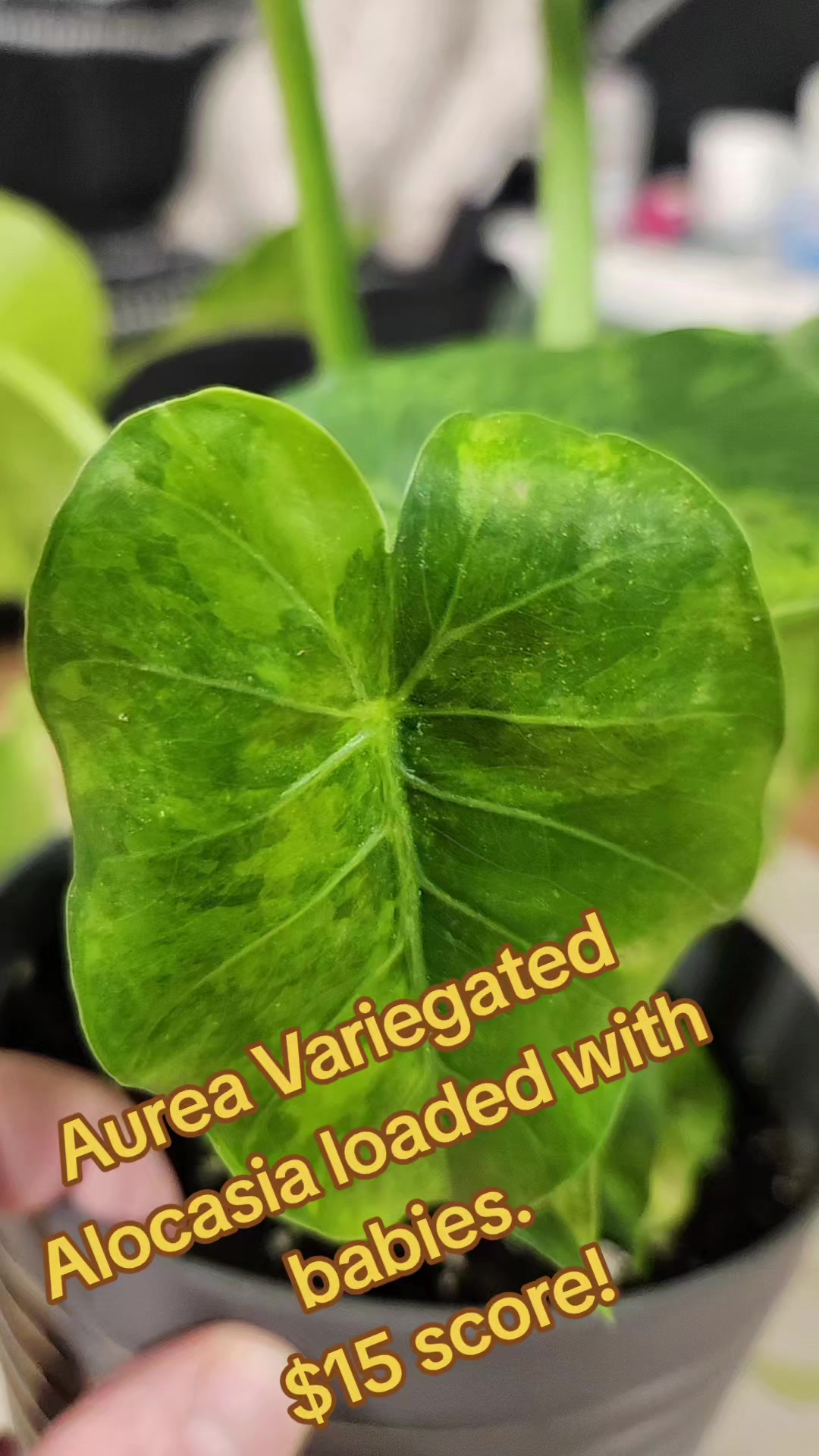 @Plants&Parks