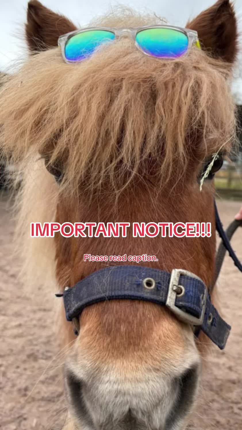 @Moor Farm Stables