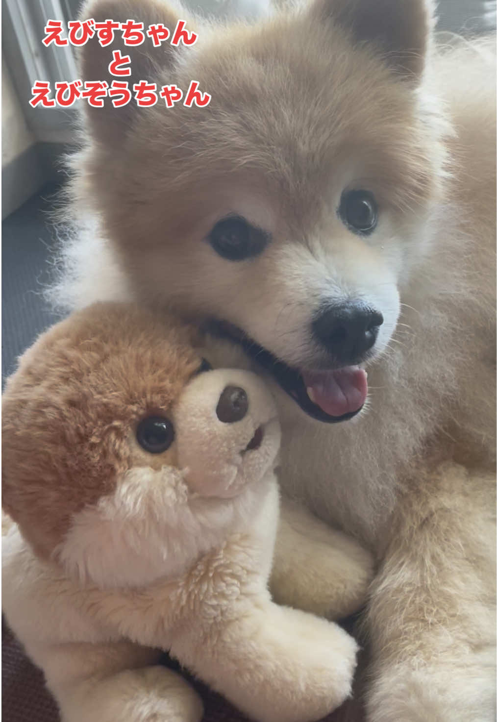 @ポメラニアン🐾えびす