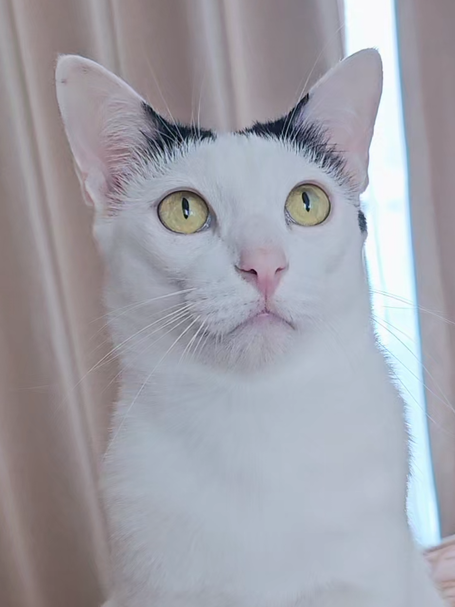 @layjudfamily🐾🐱