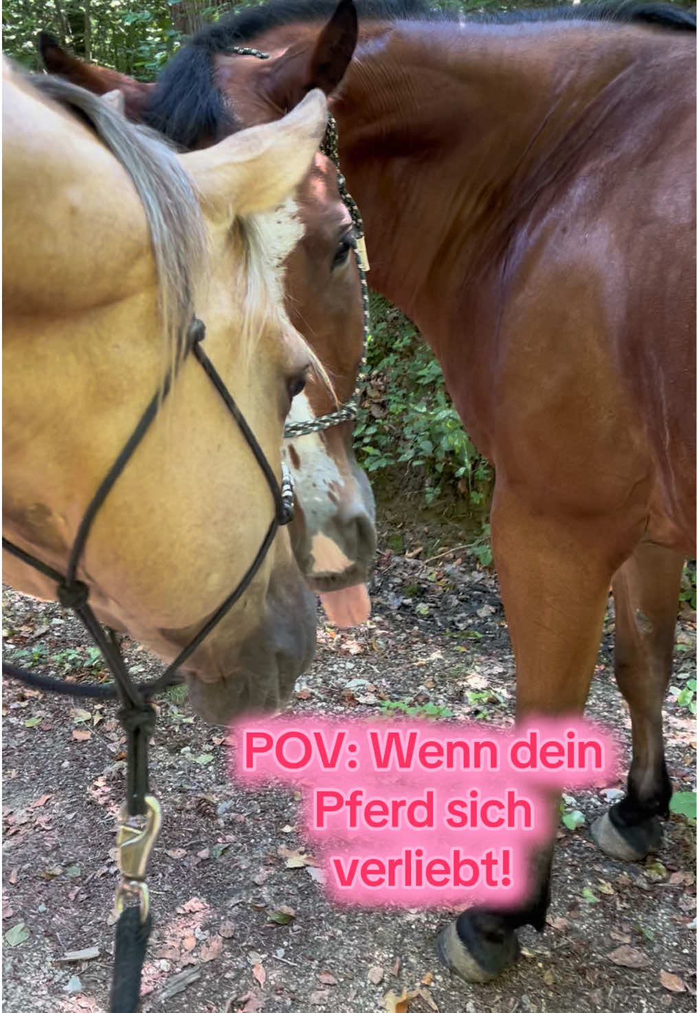 @Sissy und der wilde Pinsel