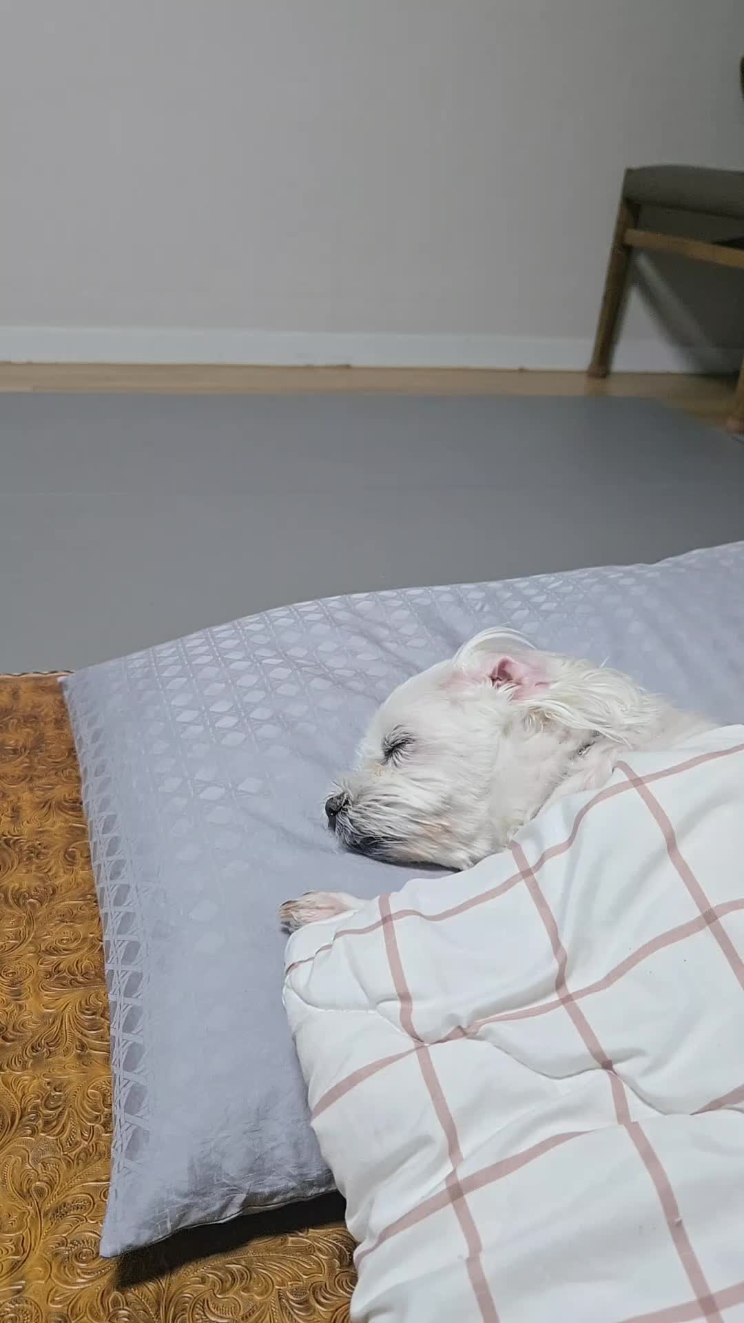 @❤파란눈녹차❤