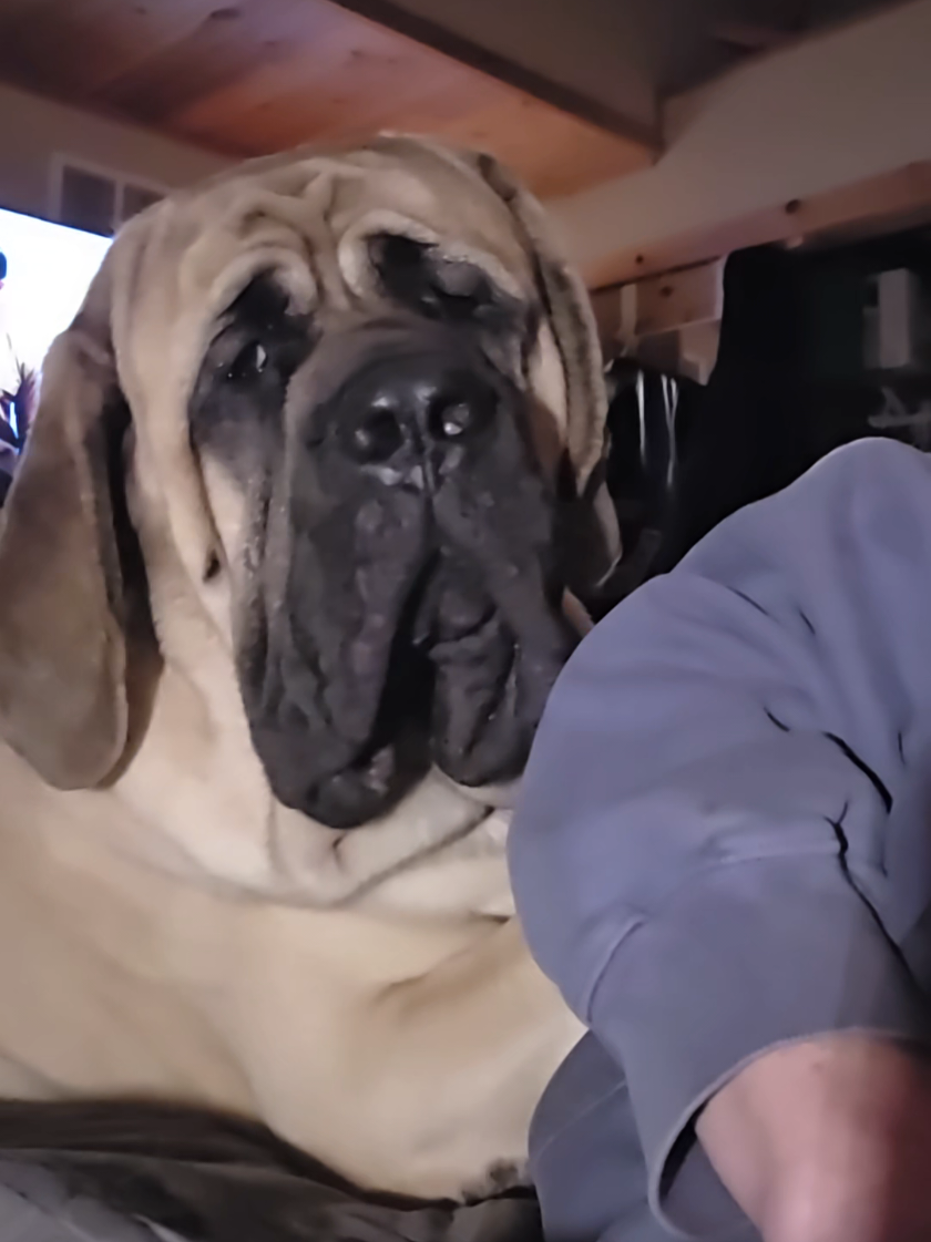@Maple Mastiffs