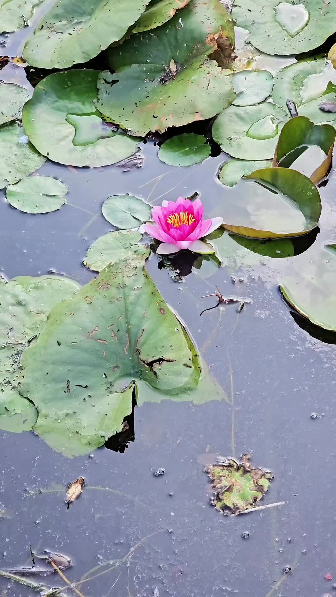 @Diary of a nature lover
