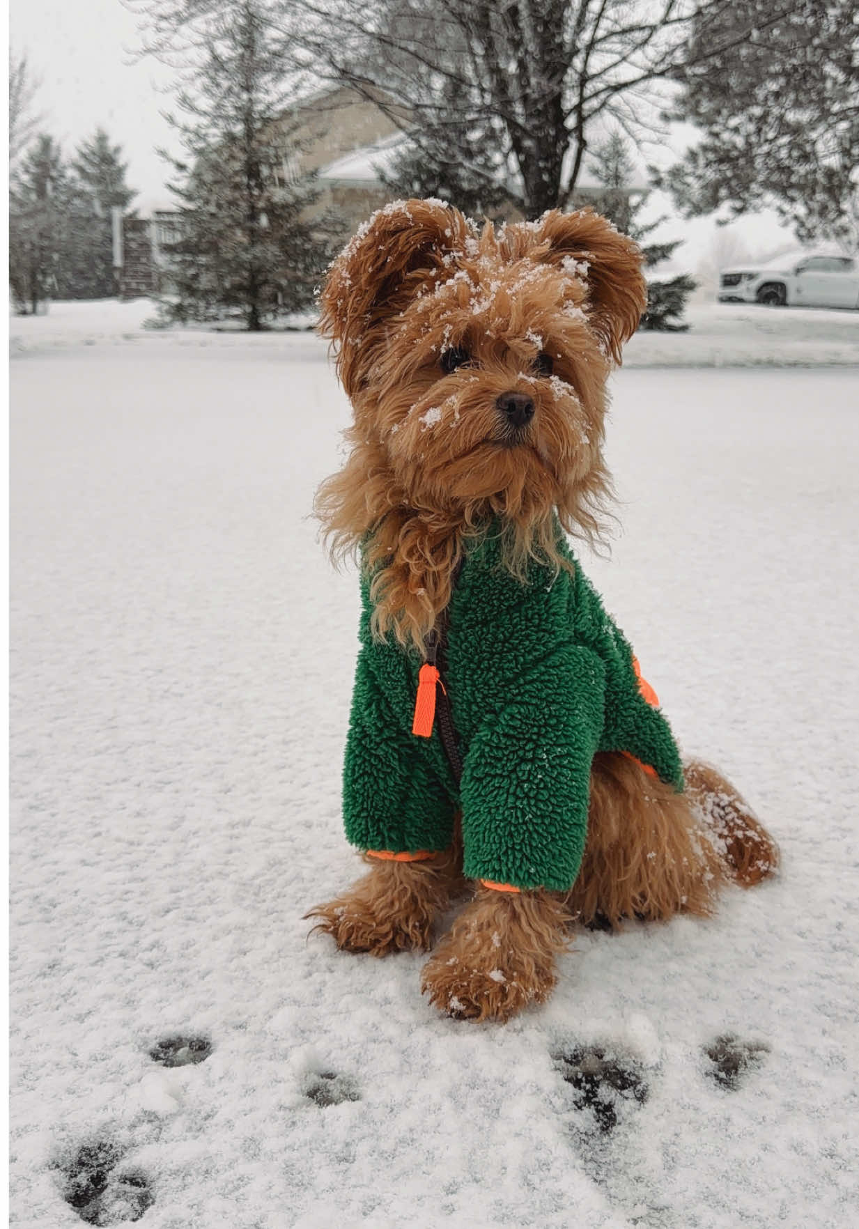 @Honey The Pomapoo 🧸