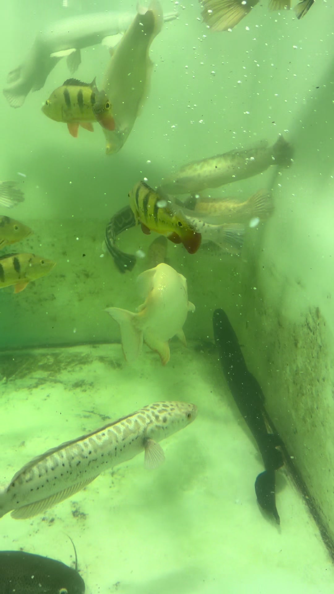 @Phát Đạt Bán Cá 😎🐠🦈