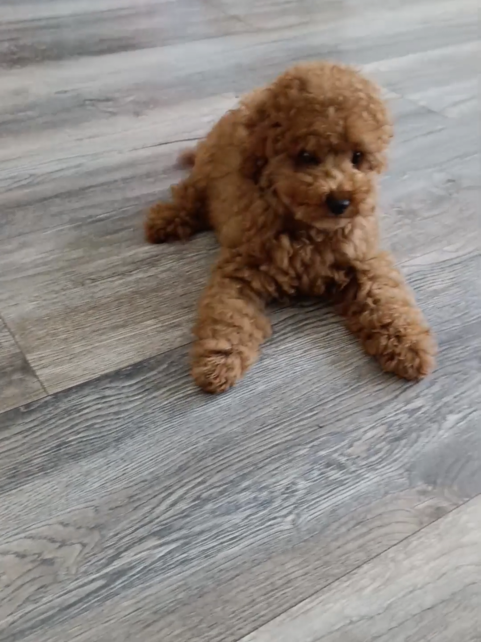 @Наталья Пудель 🐩