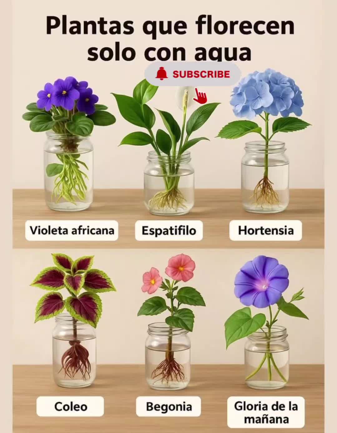 @Vivebonito
