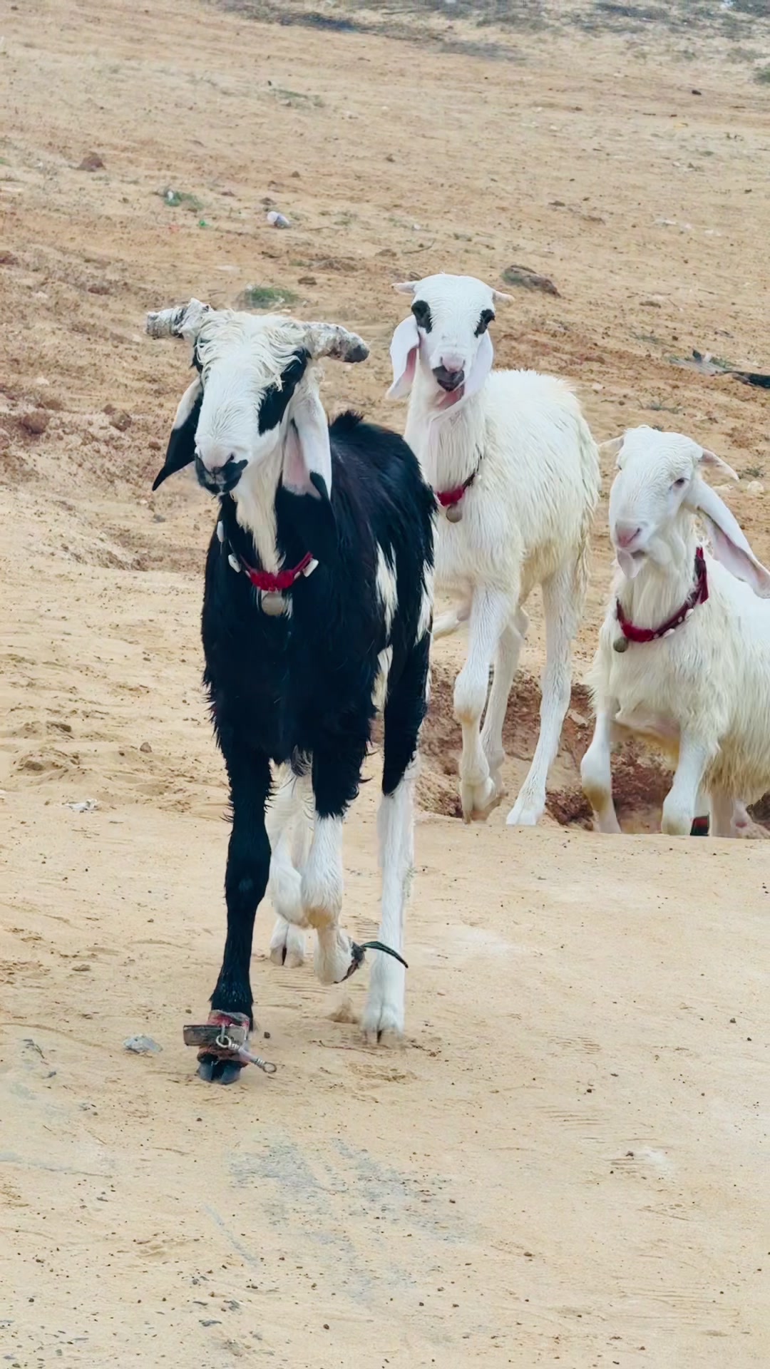 @L &eacute;levage de beug borom touba