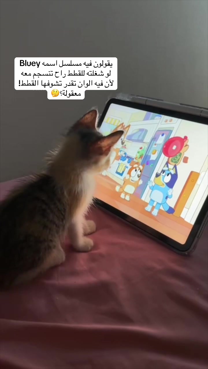 @اقبال والقطط