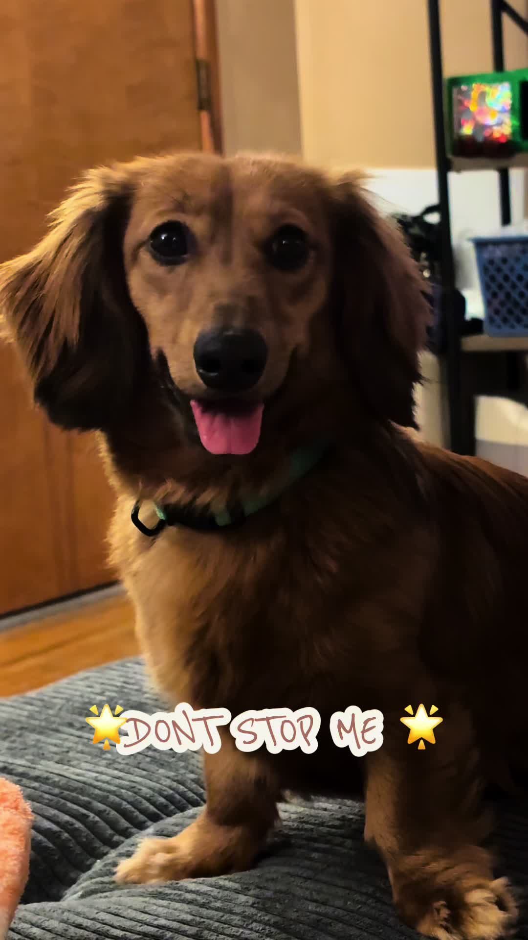@remi.the.mini.ween