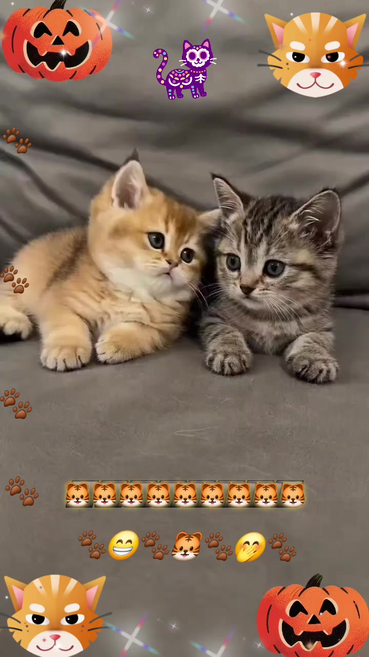 @💕🎶izmixx🐯LY💗