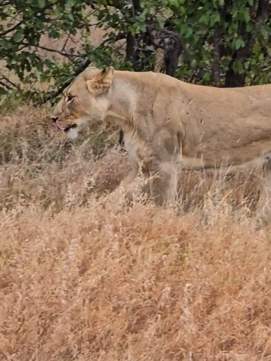 @KPS Safaris and Tours