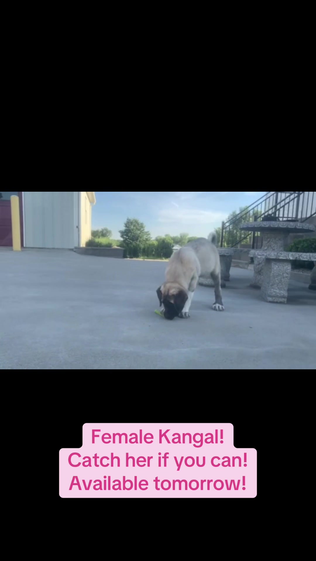 @Ultimate Puppies