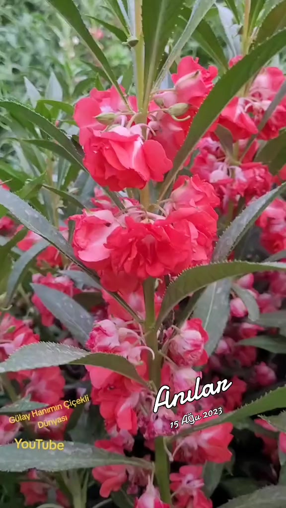 @G&uuml;lay Hanımın &Ccedil;i&ccedil;ekli D&uuml;nyası