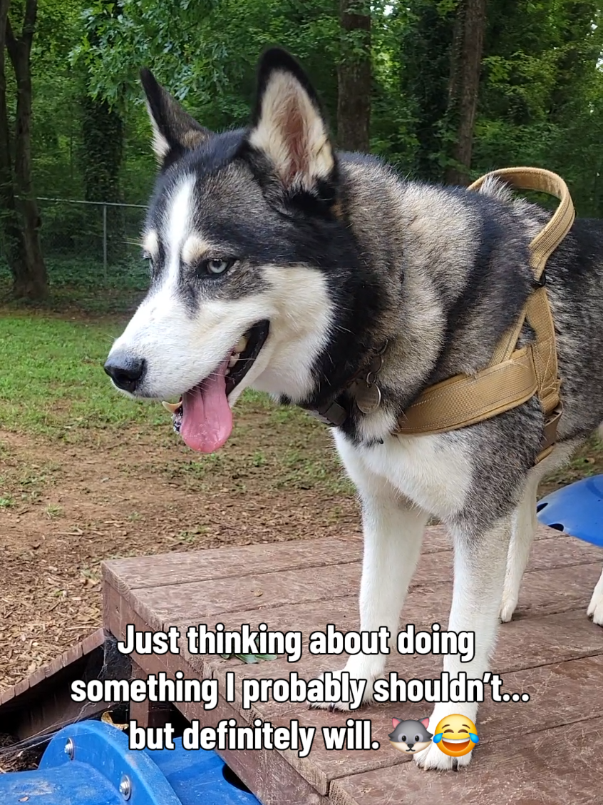 @the Hussey Husky