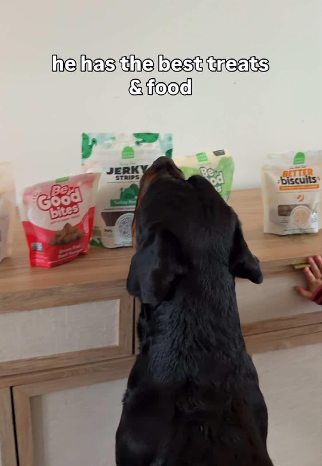 @Rex the Rottweiler
