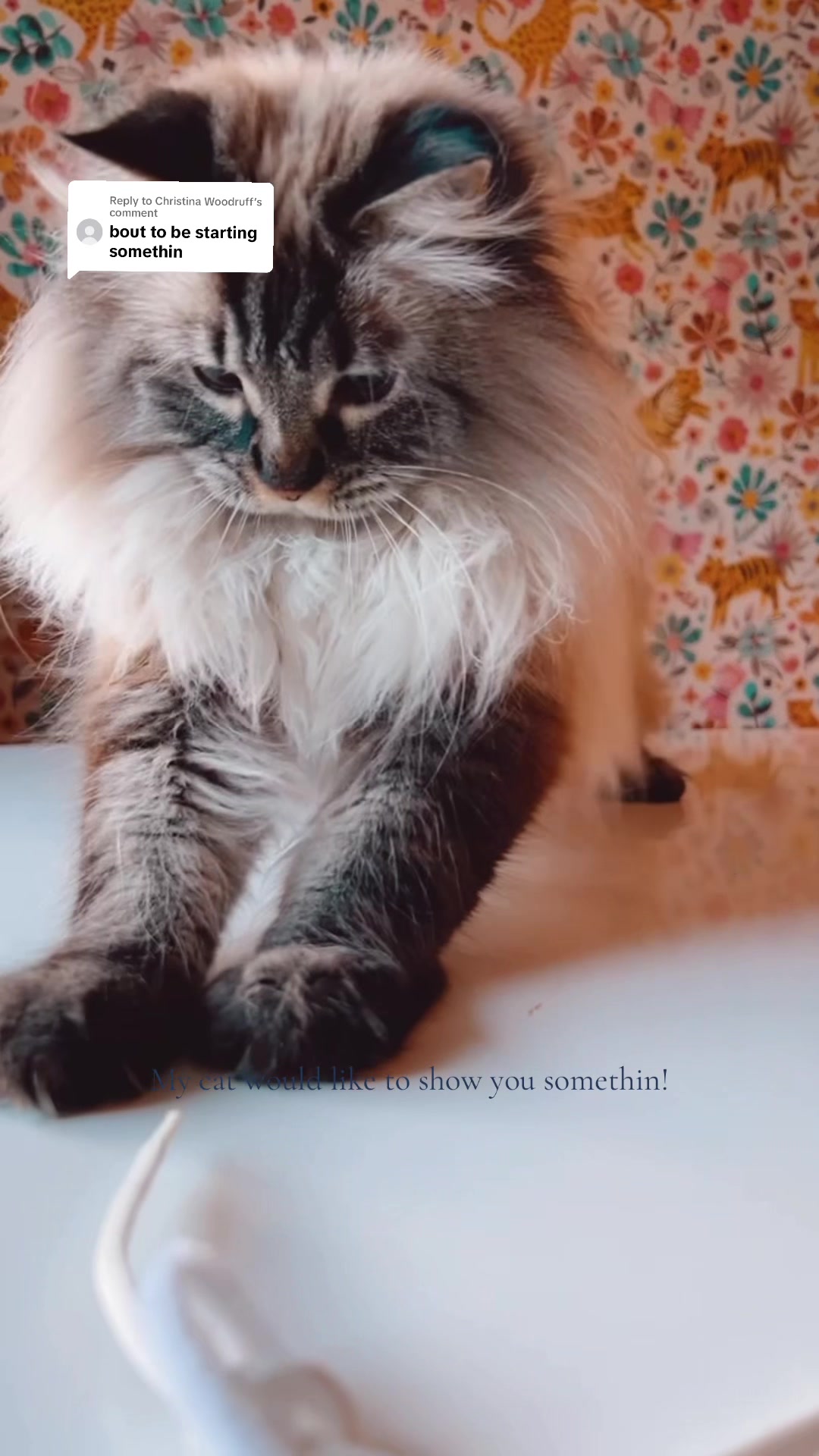 @My Cat Is People 🇨🇦