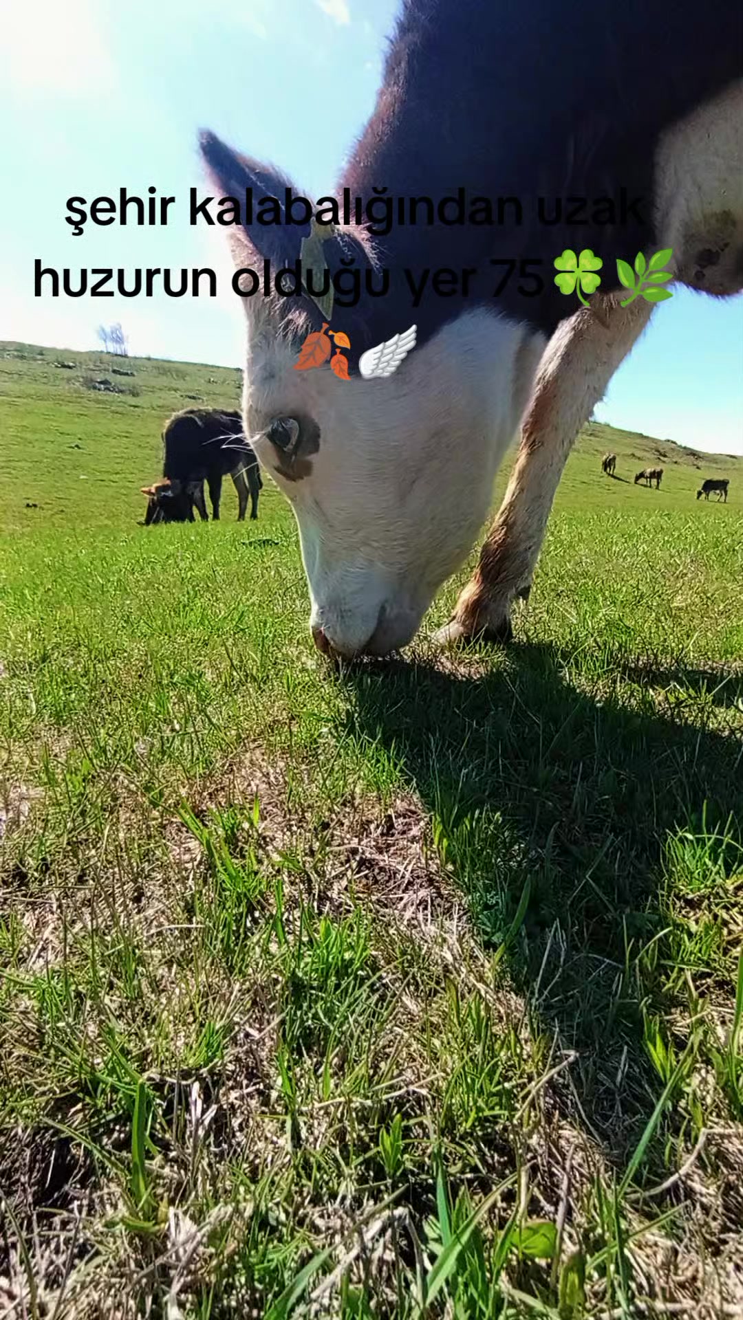 @G&ouml;kcan Sara&ccedil;oğlu