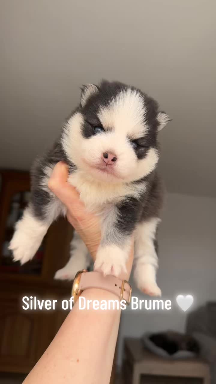 @MCO & POMSKY