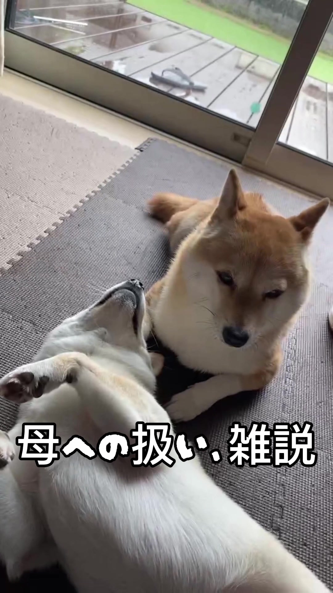 @こまめとしばーず🐾