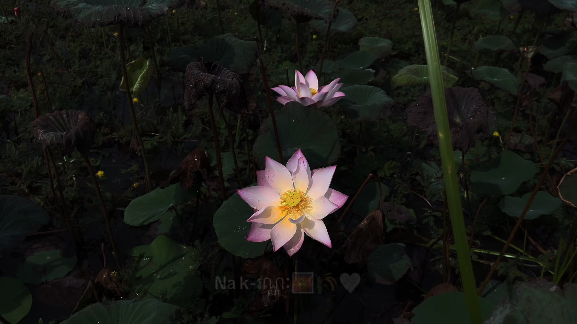 @Na k-វណ្ណៈ