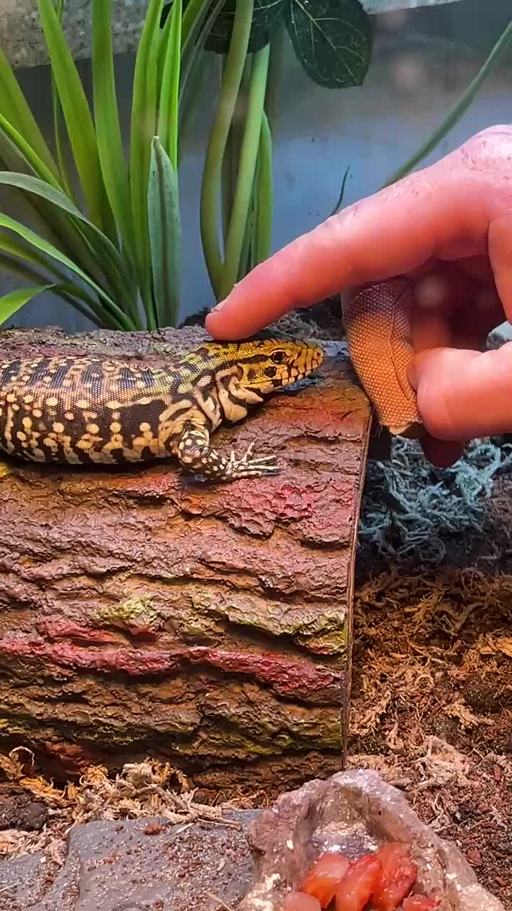@Ballard’s Reptiles