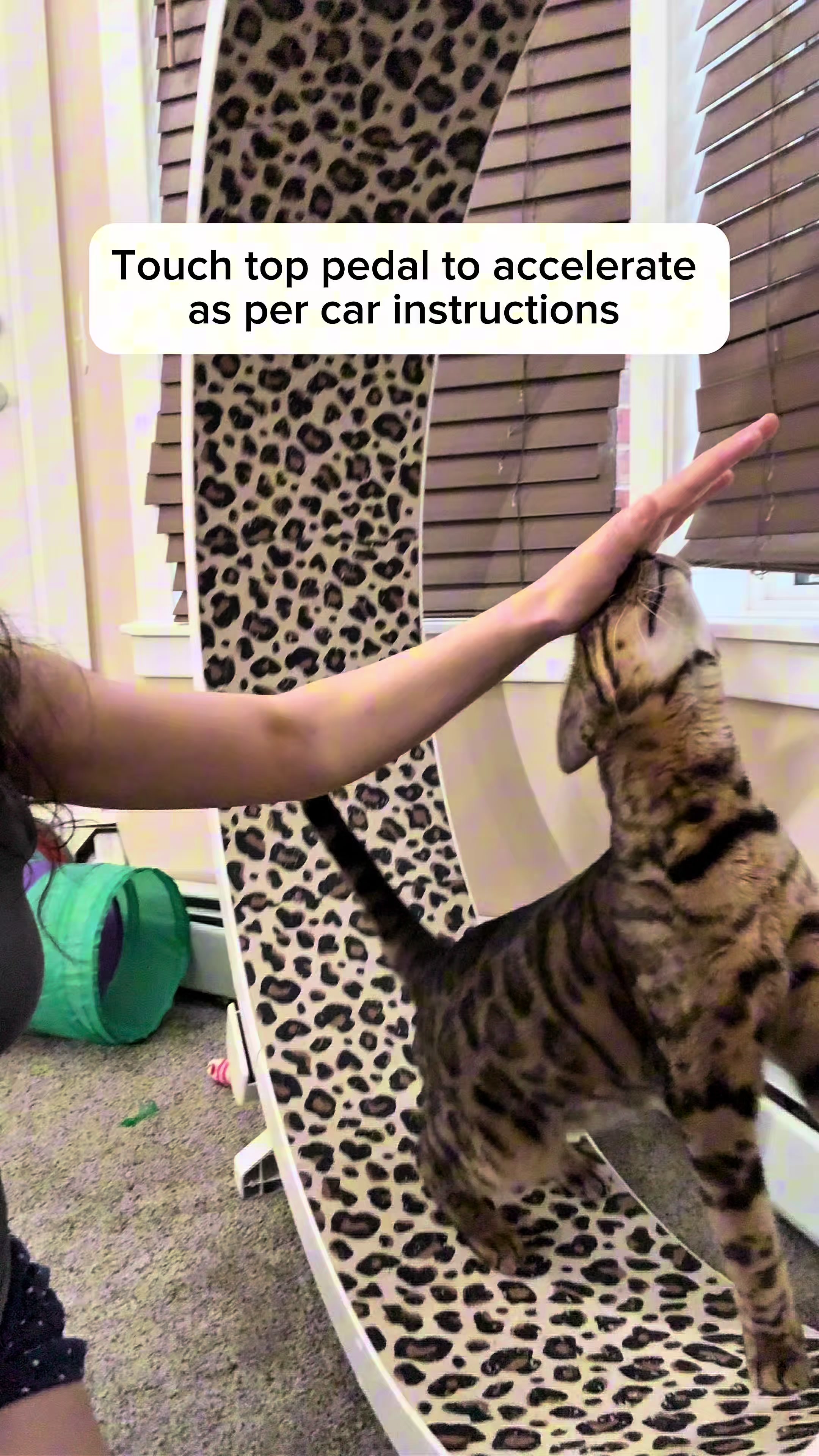 @Three Nawty Cats