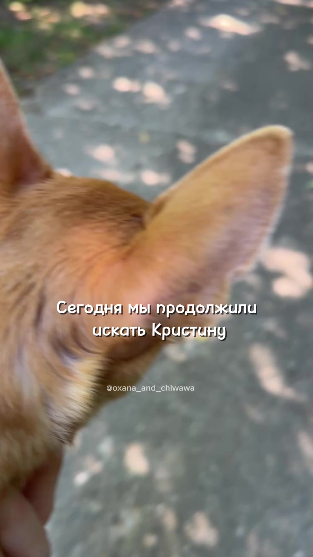 @Оксана & Чихуахуа Бонита
