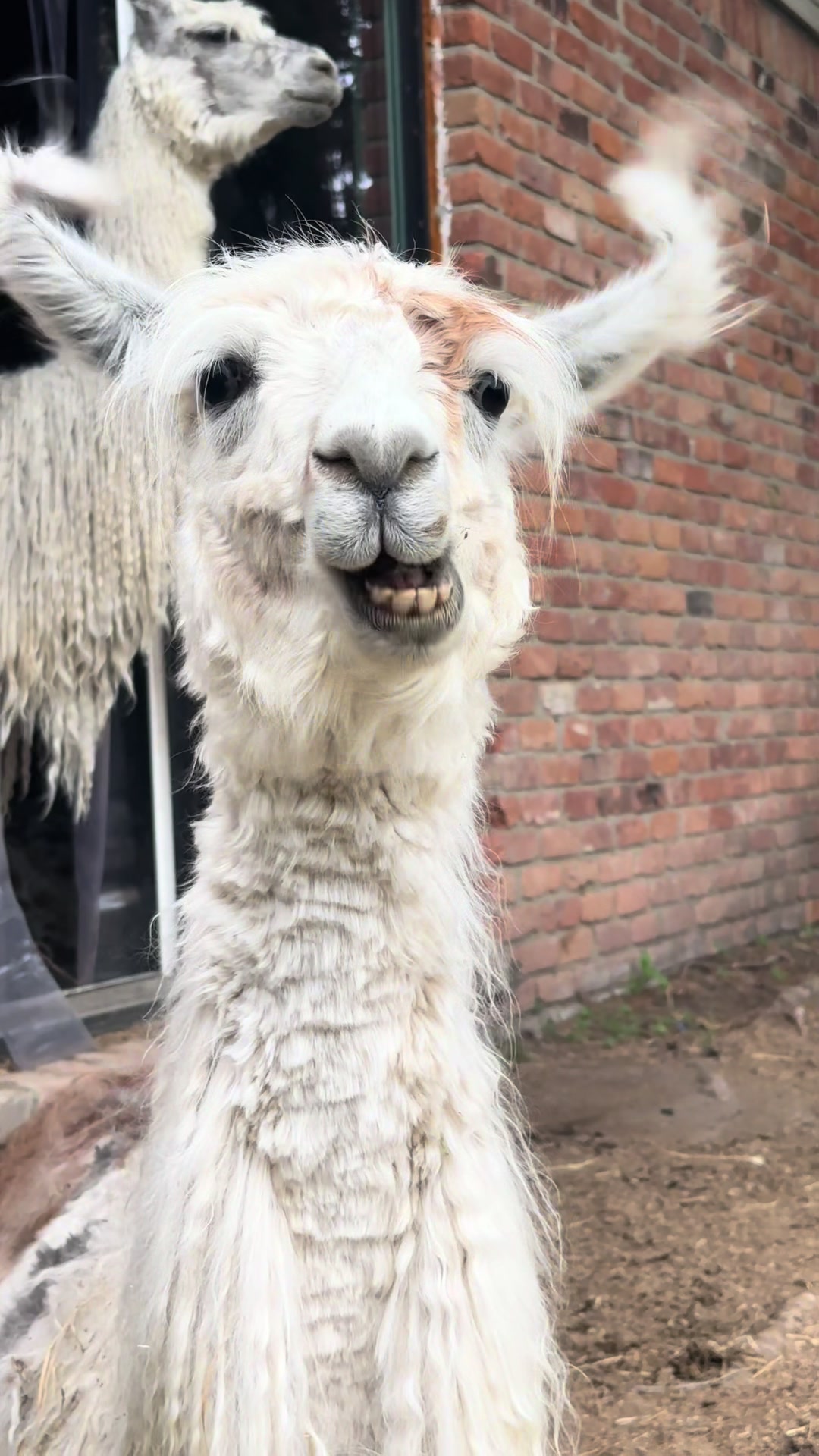 @The Packing Llamas