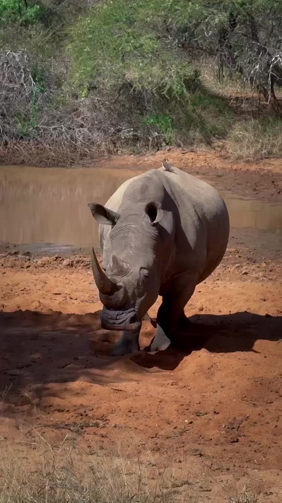 @Jabulani Safari