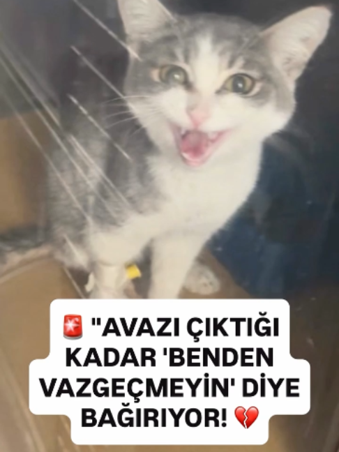 @kedifanatikleri