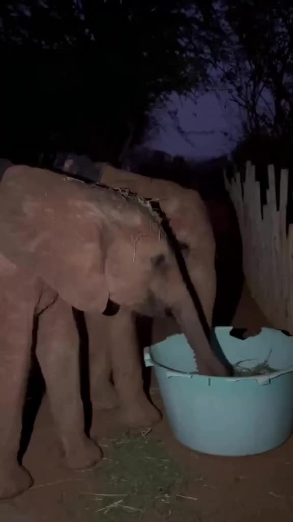 @SheldrickTrust