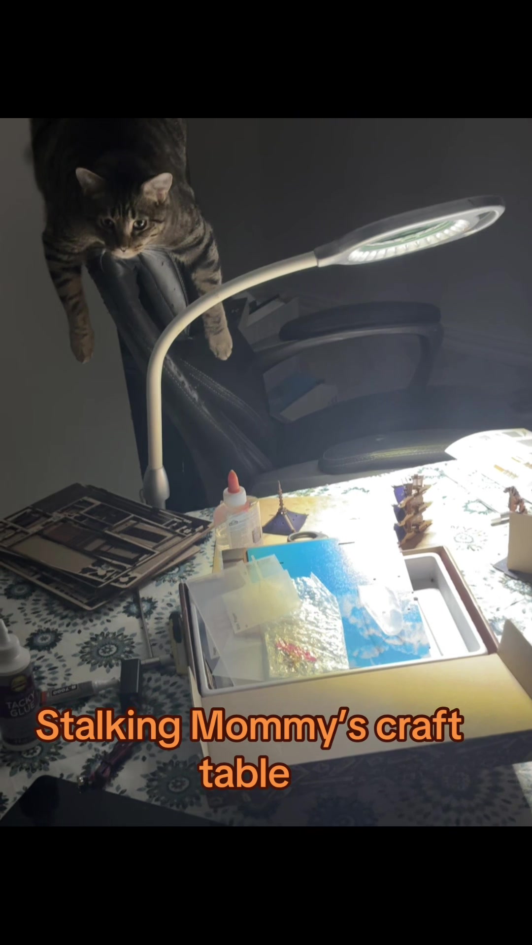 @LifeofRileyMeow
