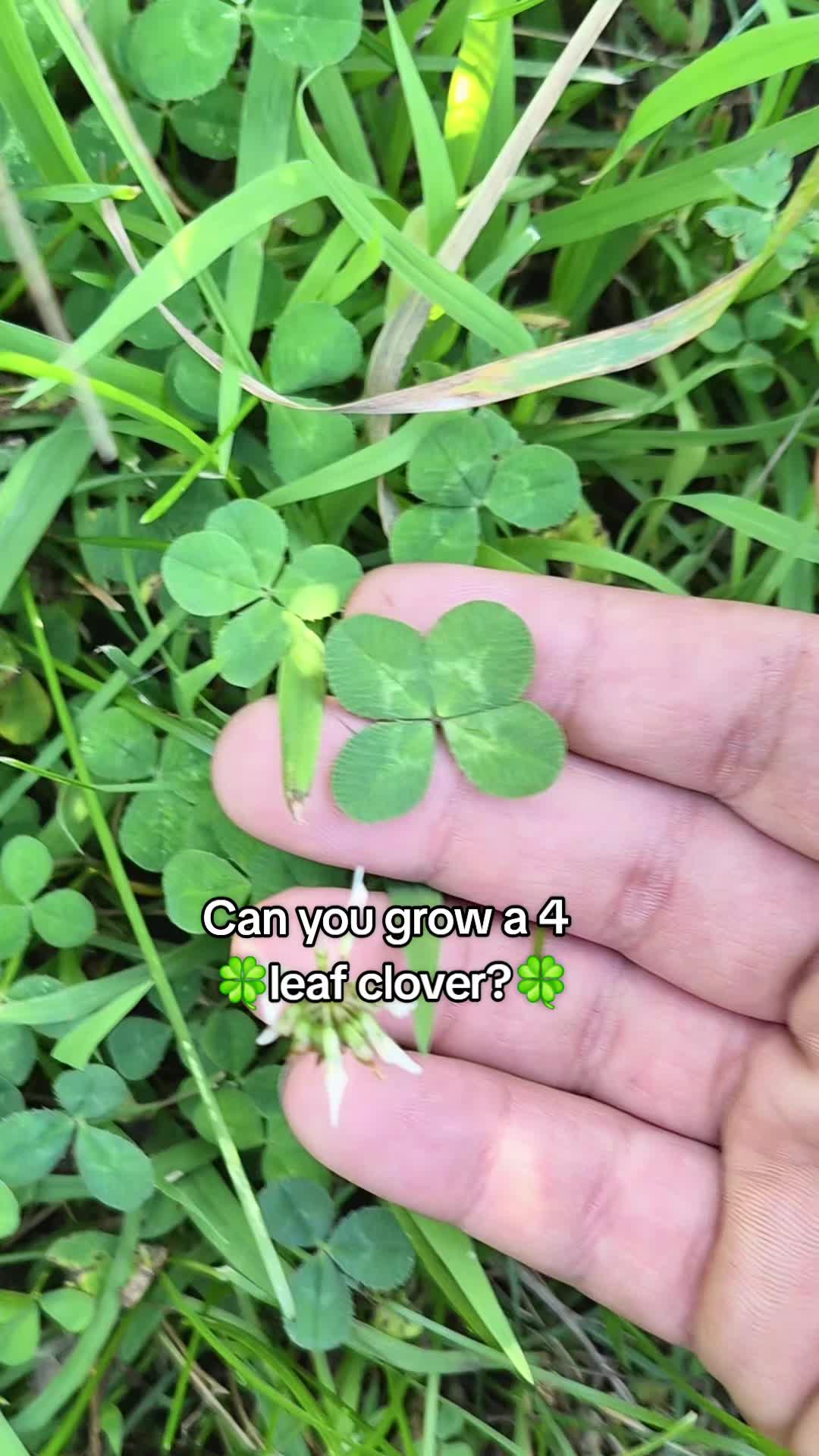 @big veiny dih hopps69🌱